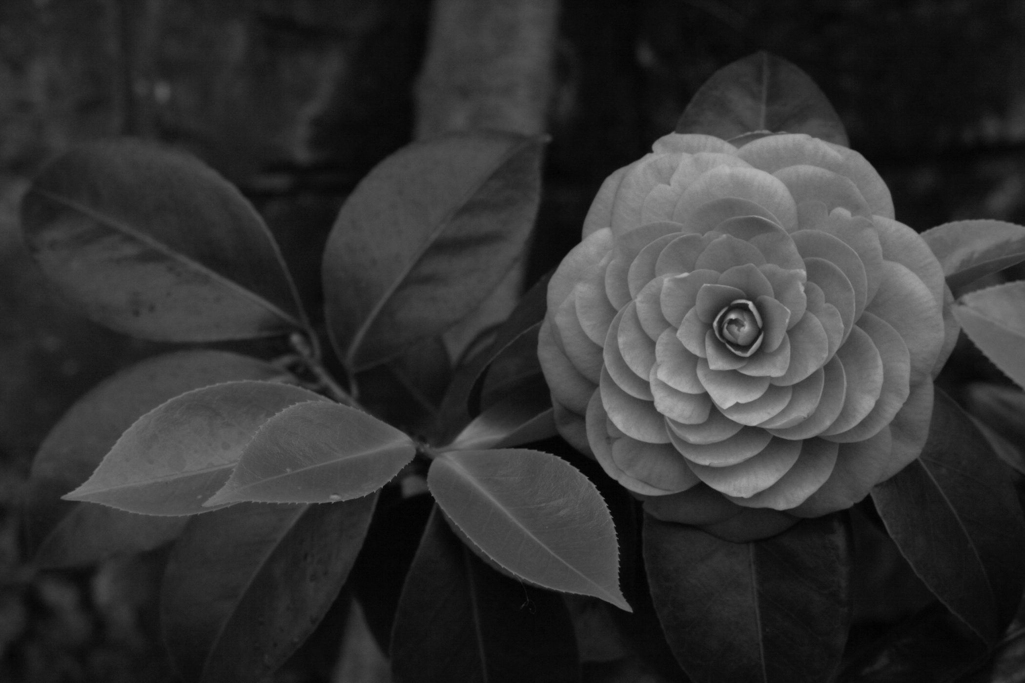 2015 04 03 HTP 000037816ebw